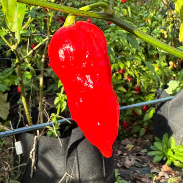 Tombstone Ghost Pepper - Seeds - The Pepper Pantry (Formerly Marie Sharp's)